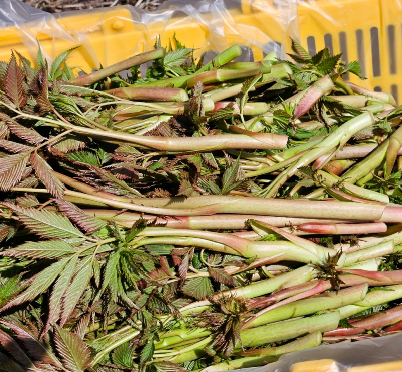 삼둔 영농조합법인,강원도 홍천 유기농 눈개승마 삼나물 나물 1kg