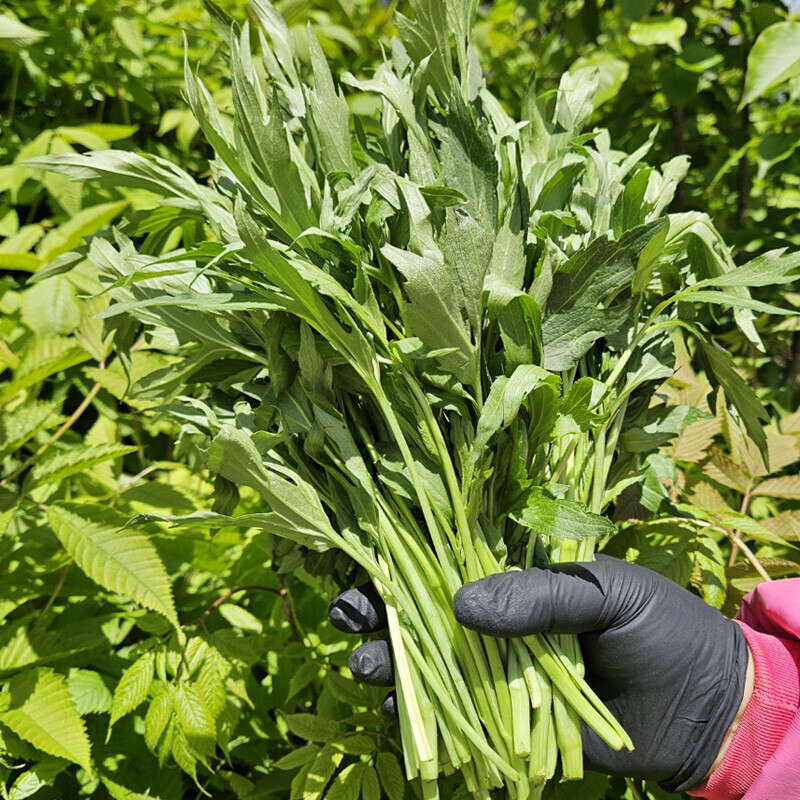 삼둔 영농조합법인,강원도 홍천 엄나무순장아찌 삼잎국화나물 키다리나물 장아찌 1kg